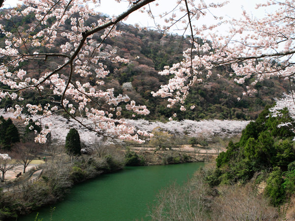 淡路島の「 桜の名所 」のご紹介