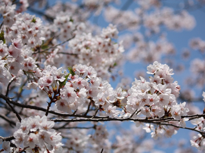 【お花見情報】この春訪れたい淡路島 桜の名所
